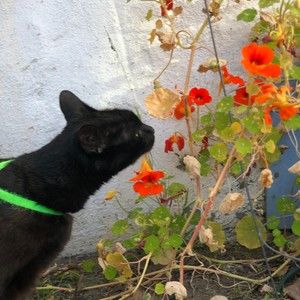 Meet your Posher, Sophie